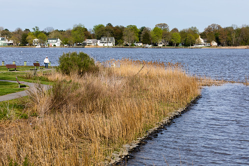 Living Shoreline in Kent County, Maryland | by chesbayprogram
