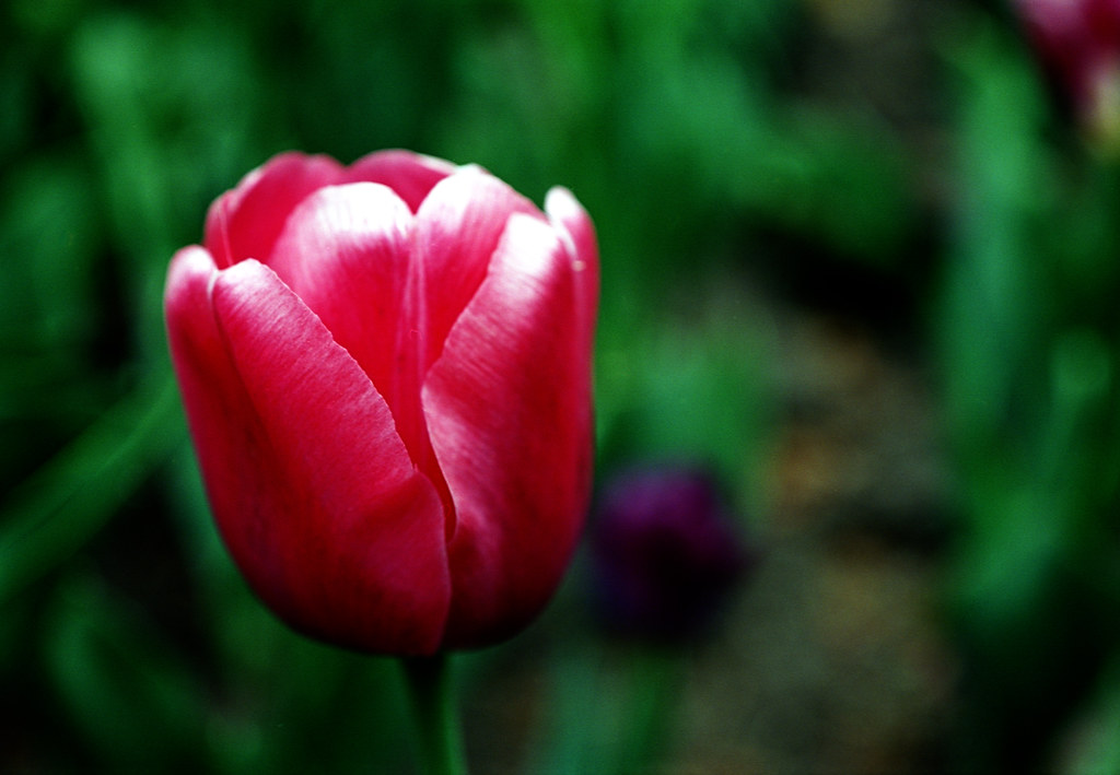 Rose Tulip