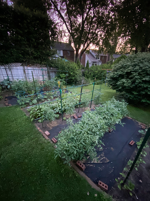 Backyard Garden at Dawn