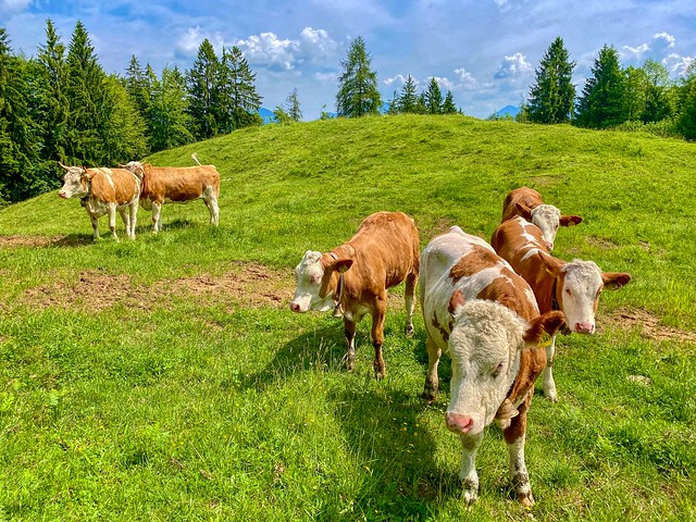 Cow pasture on Mühlbacher Berg near Oberaudorf in Bavaria, Germany