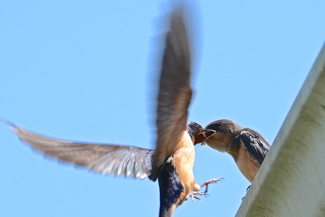 Barn Swallows (2)