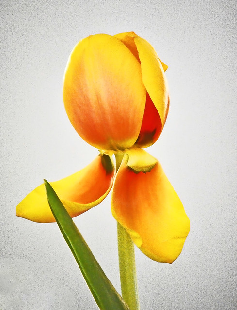 Life isn't a tiptoe through the tulips.  Shannon Hoon