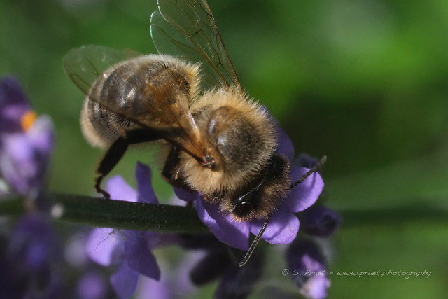 Big little bee (LCOF)