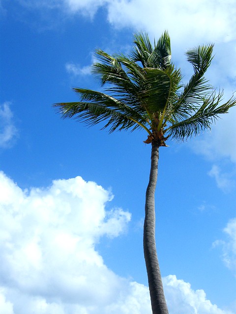 Palm Tree in the Sky