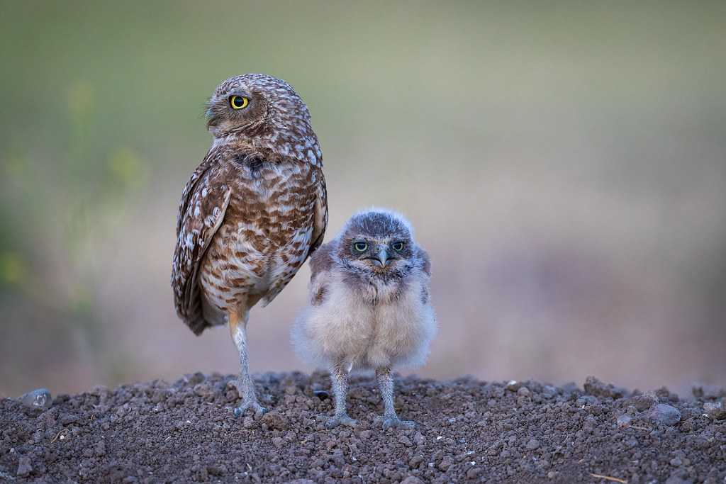 Burrowing Owl and One of Her Owlets