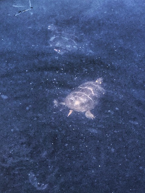 Swimming turtle.