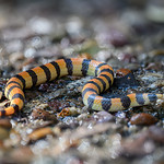 Variable Sand Snake ♀