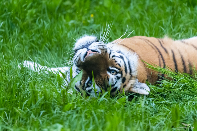 Chilled Tiger