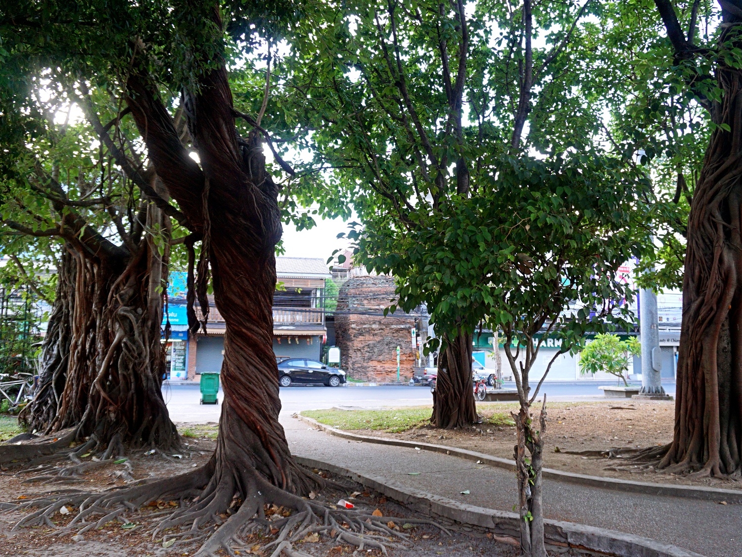 Chiang Mai trees