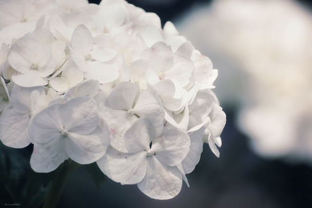 Nature in White (hydrangea)