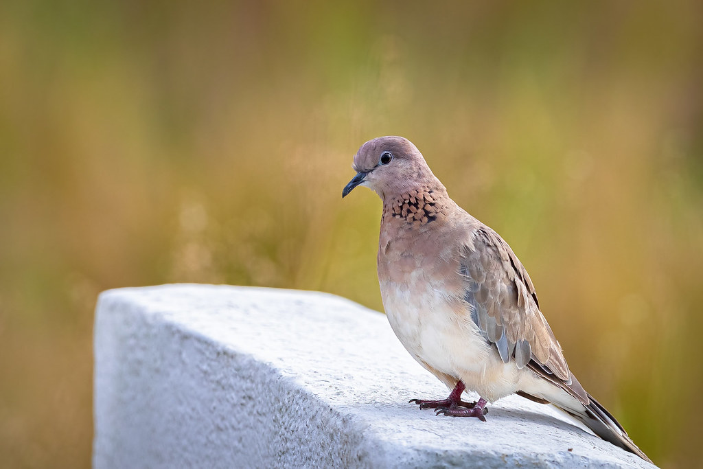 A Laughing Dove on a beautiful perch