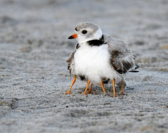 Piping Plover Mom With 6 Legs