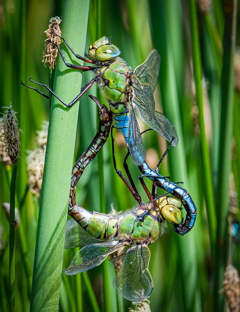 Mating Emperor Dragonfly.
