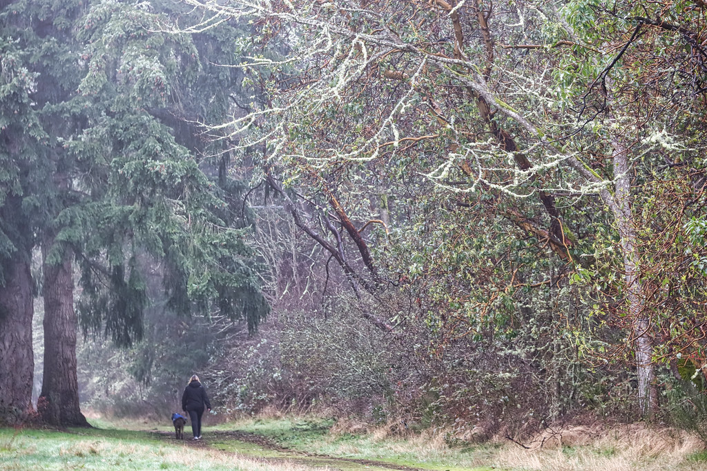Walking the Dog, Steilacoom, Washington