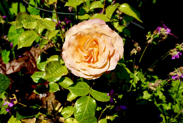 Rose in my Garden