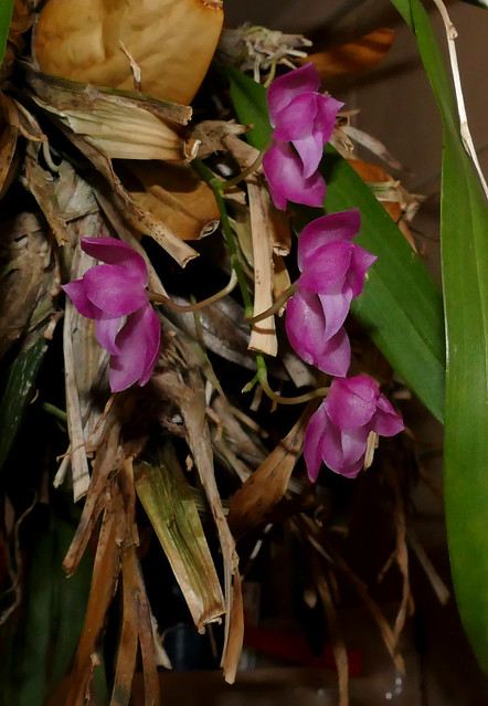 Symphyglossum sanguenium species orchid