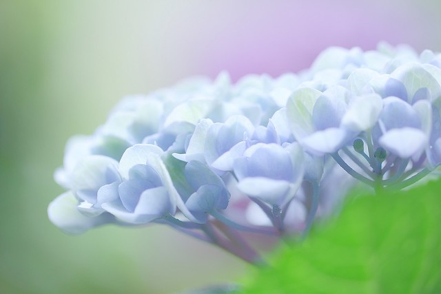 うちの紫陽花