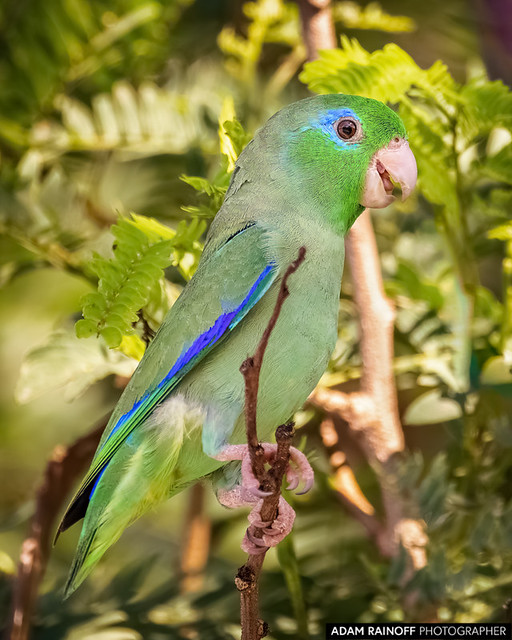 Spectacled Parrotlet San Javier Chucuni Ibague Tolima Colombia