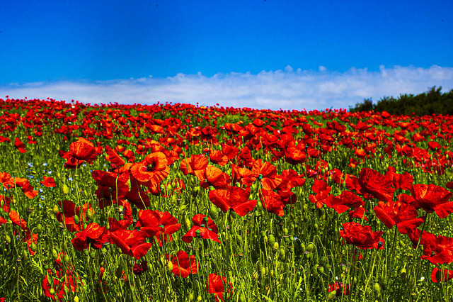 Field Of Poppies Trundle Hill Chichester West Sussex