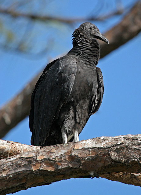 Black Vulture -1