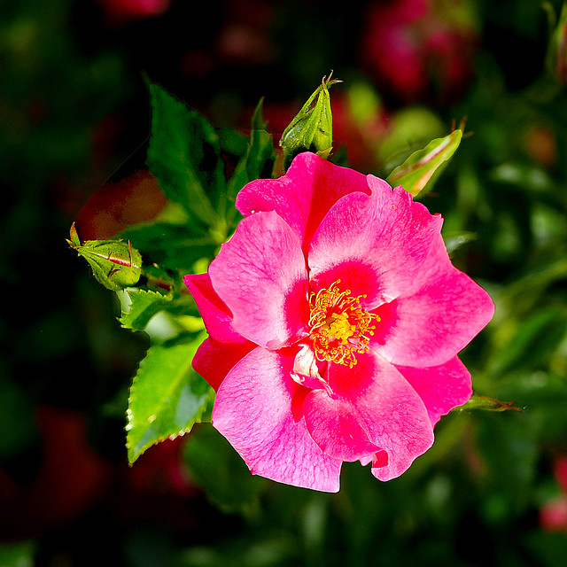 Rosa Alpina