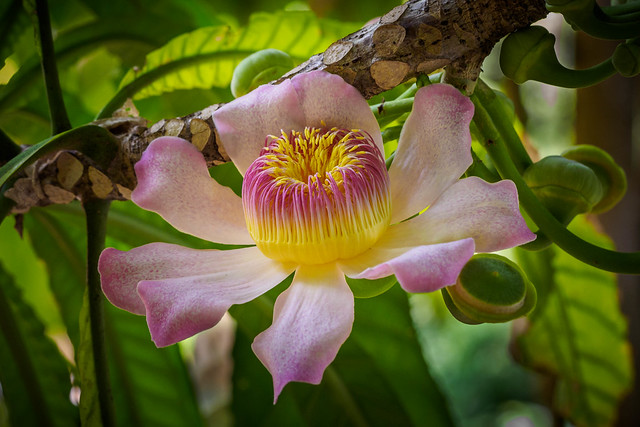 Membrillo flower - Gustavia superba