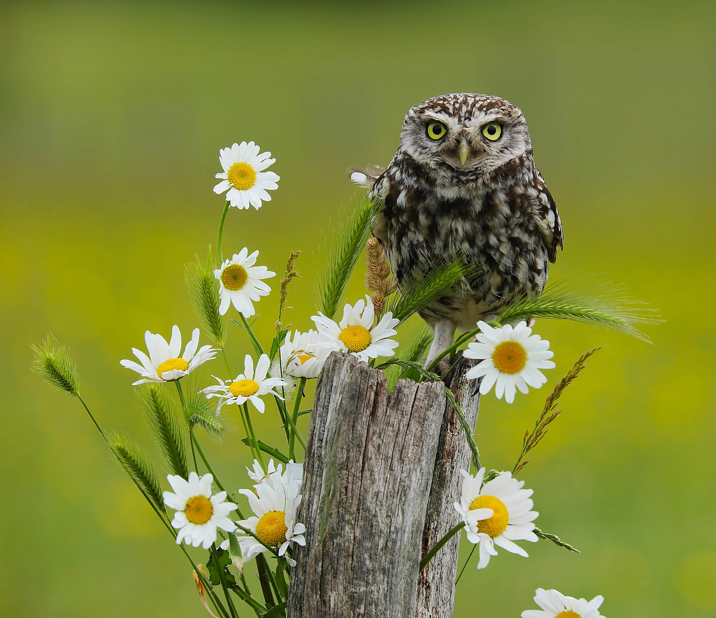 Little Owl,UK.