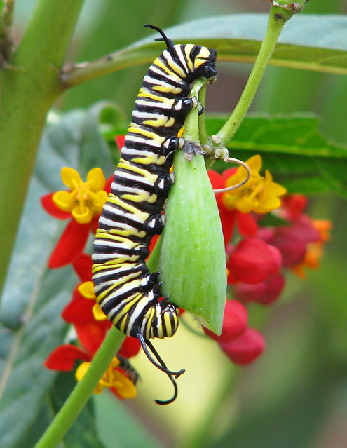 Monarch caterpillar eating milkweed seed pod - Summer cats!