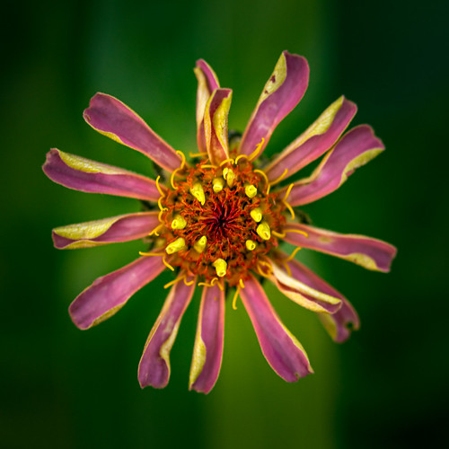 Garten meiner Eltern 5 am 18.06.2021 (1 von 1) | by anna.kraft