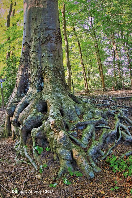 Roots & Tree  in Woodscape, Groningen / Drenthe, the Netherlands