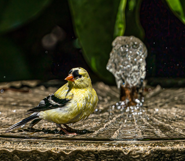 looks like a American goldfinch starting to molt.