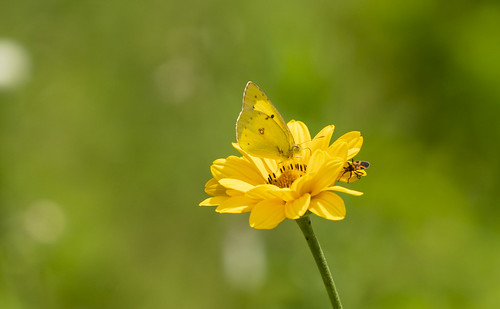 cloudedsulphurbutterfly cloudedsulphur butterfly milkweedbeetle beetle rosinweed wildflower nativeprairie springfield mo