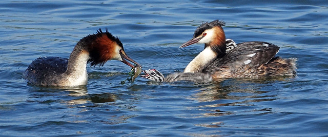 Great Crested Grebe feeding chick