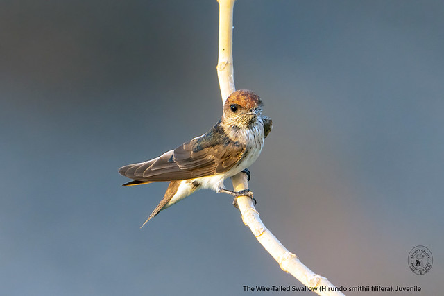 The Wire-Tailed Swallow, Juvenile