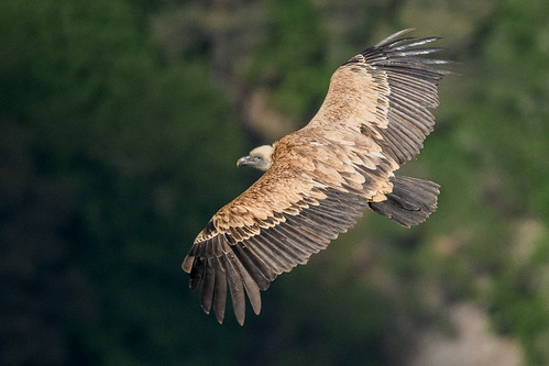 Griffon vulture (Gyps fulvus) in the Verdon Gorge (France)… | Flickr