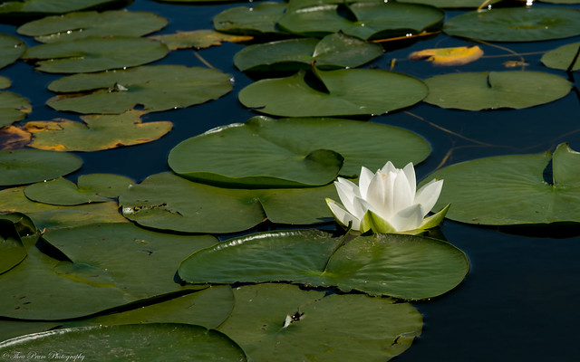 A fine water lilies blossom