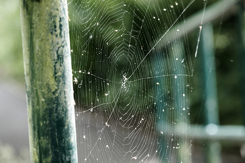 Cobweb | by tim ellis