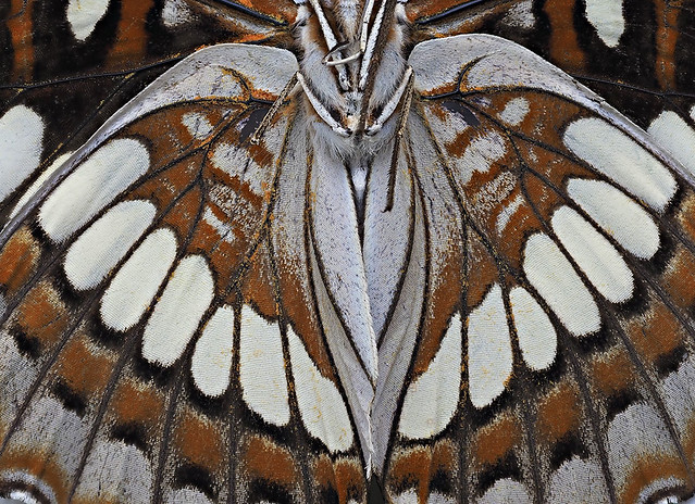 Loquin’s Admiral, Limenitis lorquini (underside) -  Mariposa County, California