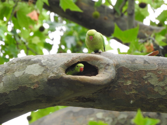 baby ring-necked parakeet in the nest & mum Paris bébé perruche à collier dans son nid et sa mère