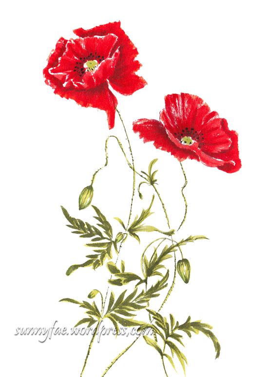 wild red poppies