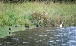 Lake Tinaroo Waterbirds