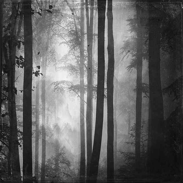 summer forest in bnw