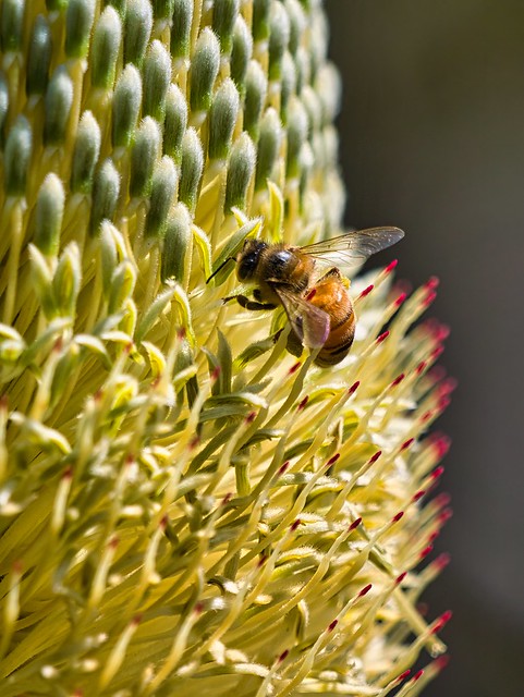 Banksia Bee