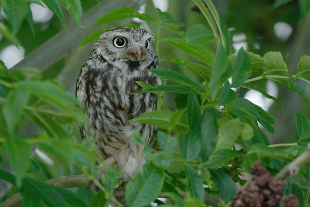 Steenuiltje - Little Owl