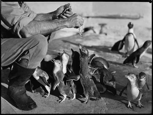 Penguins being fed at the zoo, 22 June 1945, by Alec Iverson