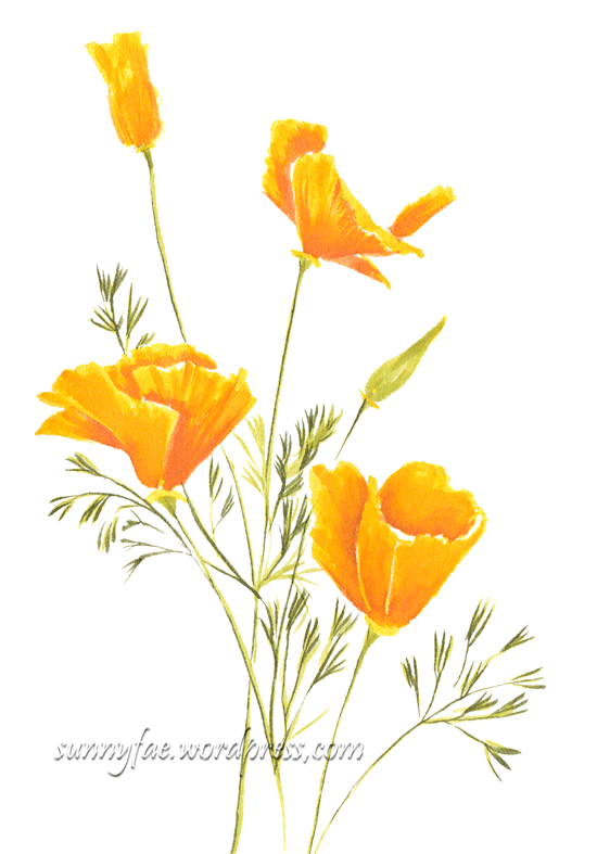 californian poppies drawn with brush pens