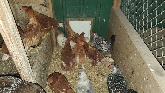 new_chickens