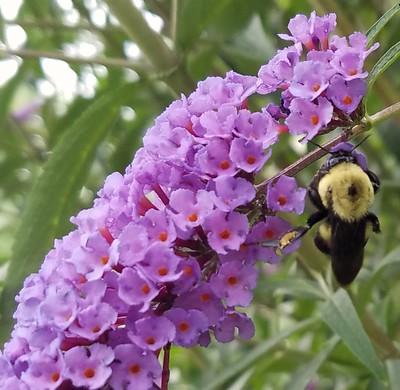 Bee on the Butterfly Bush