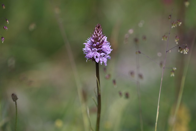 Skov-gøgeurt (Common Spotted Orchid / Dactylorhiza maculata ssp. fuchsii)