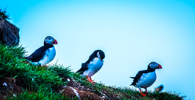 Colorful Puffins, Iceland